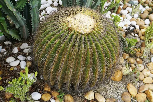 Bahçedeki kaktüs bitkisi