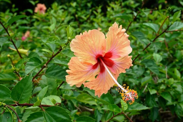 Персиковый Гибискус Цветок Саду — стоковое фото