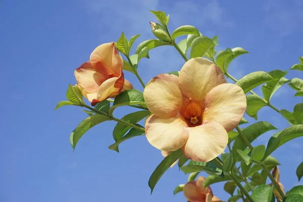 Персиковая Алламанда Цветы Против Голубого Неба — стоковое фото