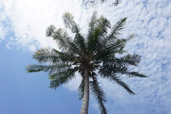 Zblízka Kokosového Stromu Nad Modrou Oblohou — Stock fotografie