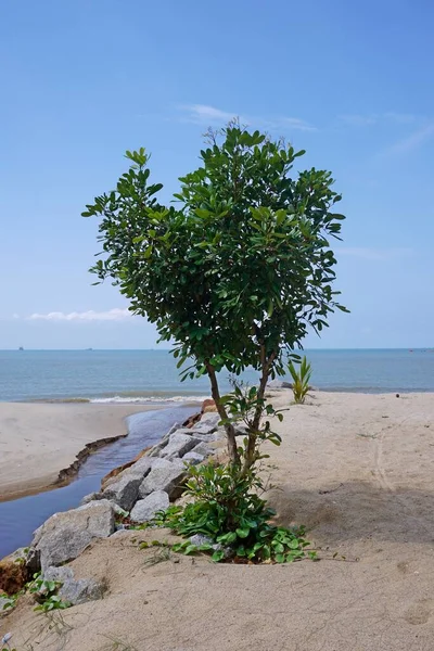 Sahilde Bir Ağaç — Stok fotoğraf