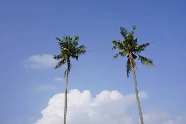 Palmeras Dobles Coco Contra Cielo Azul — Foto de Stock