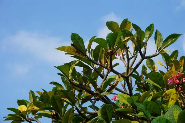 Der Frangipani Baum Vor Blauem Himmel — Stockfoto