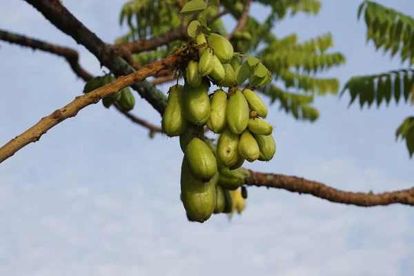 Fruits Bilimbi Sur Arbre — Photo