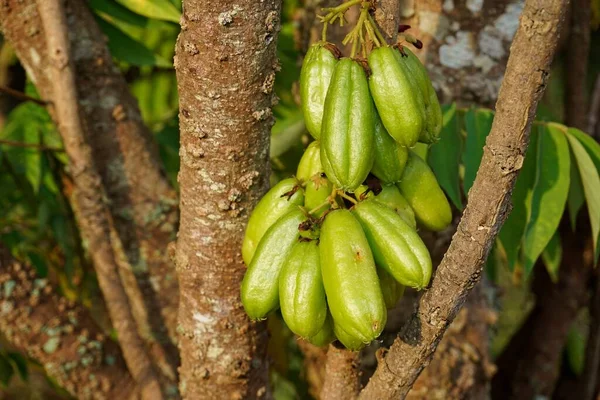 Frutas Bilimbi Árbol — Foto de Stock