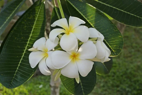 Białe Kwiaty Plumerii Lub Frangipani — Zdjęcie stockowe