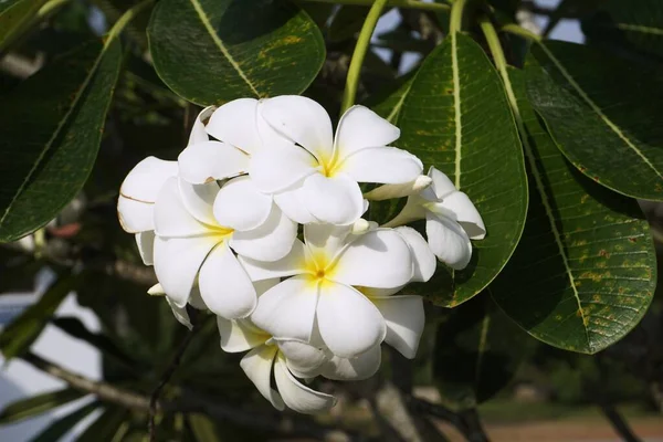 White Plumeria Frangipani Flowers — Stock Photo, Image