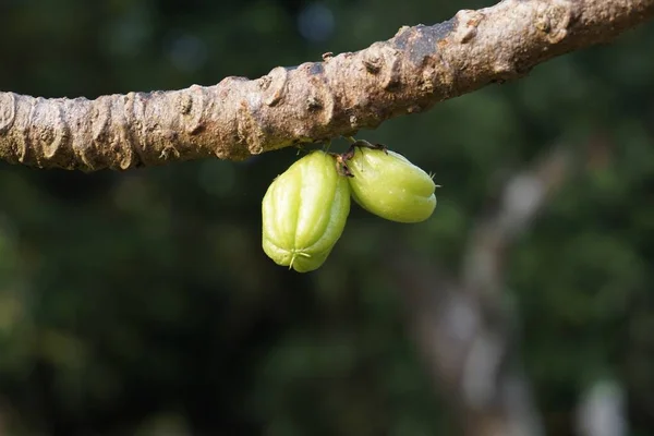 Frutas Bilimbi Árbol — Foto de Stock
