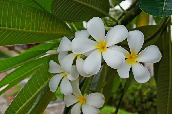 Białe Kwiaty Plumerii Lub Frangipani — Zdjęcie stockowe