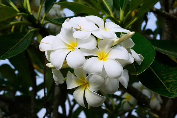 Bílé Plumerie Nebo Frangipani Květiny — Stock fotografie