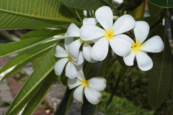 Białe Kwiaty Plumerii Lub Frangipani — Zdjęcie stockowe