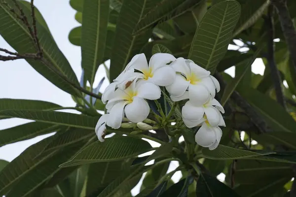 Beyaz Plumeria Veya Frangipani Çiçekleri — Stok fotoğraf