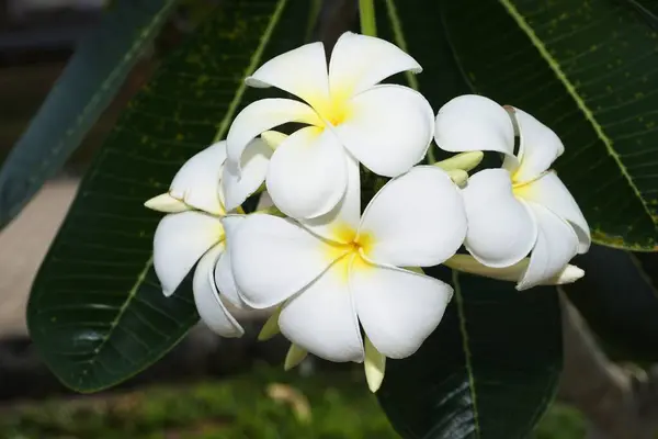 Bílé Plumerie Nebo Frangipani Květiny — Stock fotografie