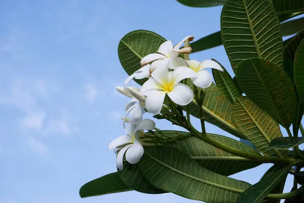 白色水仙花或羊草花 — 图库照片