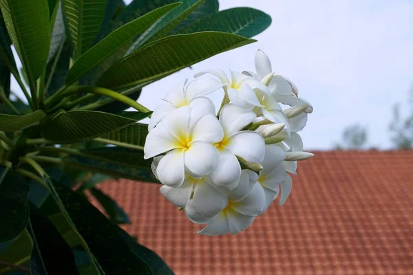 Białe Kwiaty Plumerii Lub Frangipani — Zdjęcie stockowe