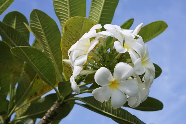 Białe Kwiaty Plumerii Lub Frangipani — Zdjęcie stockowe