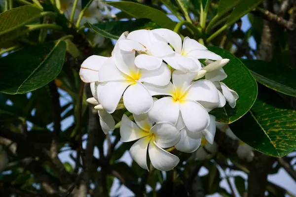 Beyaz Plumeria Veya Frangipani Çiçekleri — Stok fotoğraf