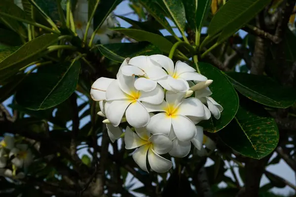 Fiori Bianchi Plumeria Frangipani — Foto Stock