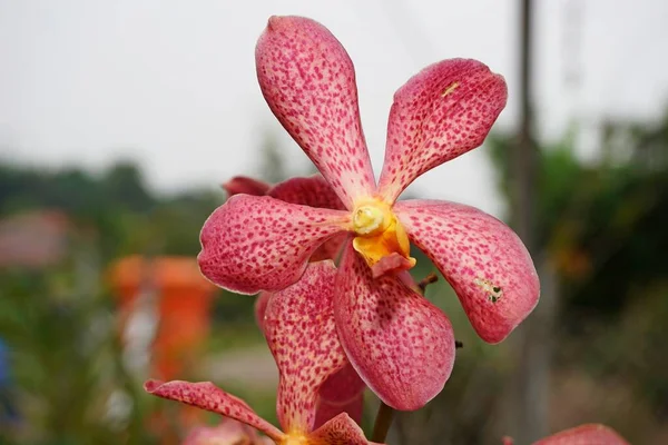 Primer Plano Flor Orquídea Roja — Foto de Stock