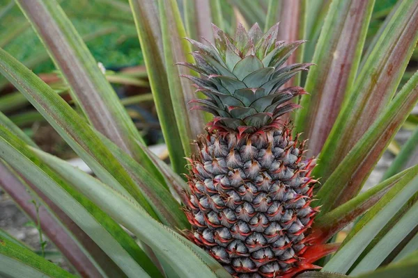 Zblízka Mladý Ananas Stromě — Stock fotografie