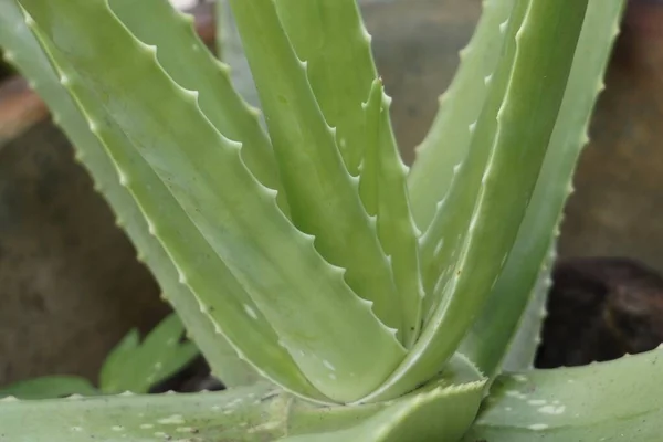 Nahaufnahme Der Aloe Vera Pflanze — Stockfoto