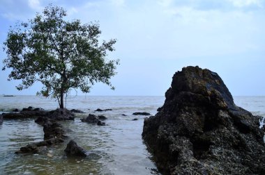 yalnız ağaçlar ve taşlar plajı, Port Dickson, Negeri Sembilan, Malezya