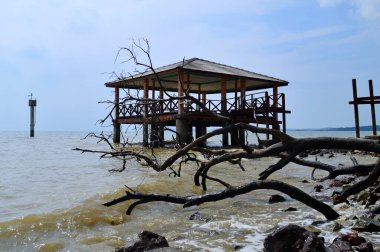 Sahilde ölü bir ağaç.