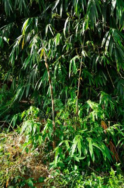 Parlak güneş ışığında yaprakları olan bambu bitkileri
