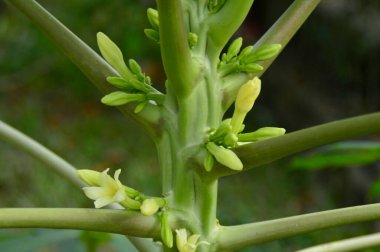 Küçük çiçek tomurcuklarıyla bitki sapının görüntüsünü kapat