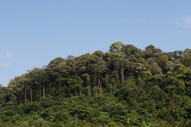 Tepenin ve ormanın üzerinde mavi gökyüzünün
