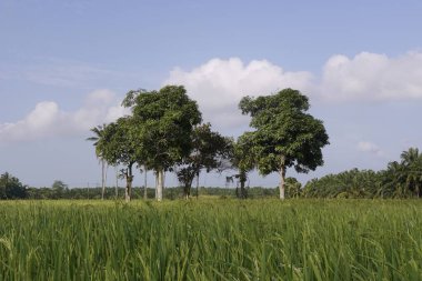 Yeşiller yemyeşil, tropik ağaçlar ve güneş ışığında palmiyeler.