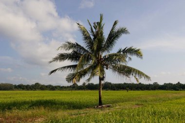 Yeşiller yemyeşil, tropik ağaçlar ve güneş ışığında palmiye ağaçları.