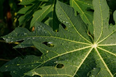 Parlak güneş ışığında su damlaları olan yeşil yaprak