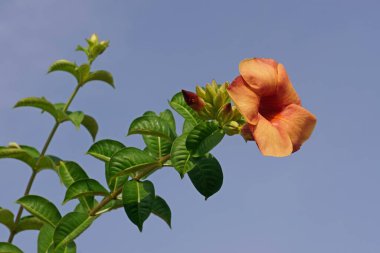 şeftali allamanda çiçekleri mavi gökyüzüne karşı