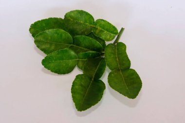 Kaffir kireç yaprakları beyaz arkaplanda izole