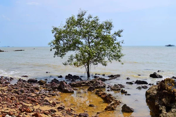 Strand Med Isolerade Träd Och Stenar Belägen Port Dickson Negeri — Stockfoto