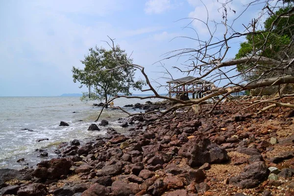 Playa Árboles Piedras Muertas Ubicada Port Dickson Negeri Sembilan Malasia — Foto de Stock