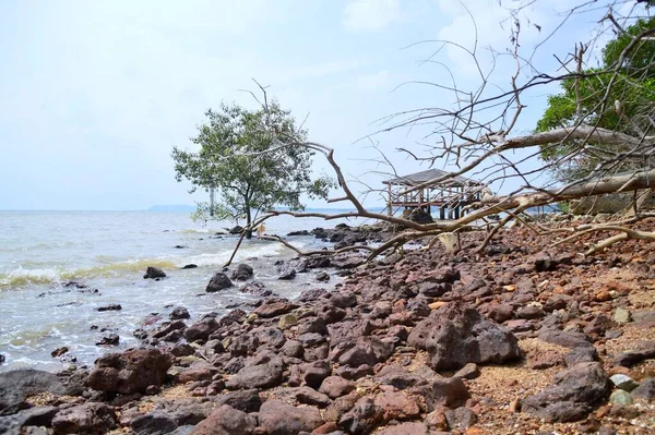 Strand Med Döda Träd Och Stenar Belägen Port Dickson Negeri — Stockfoto