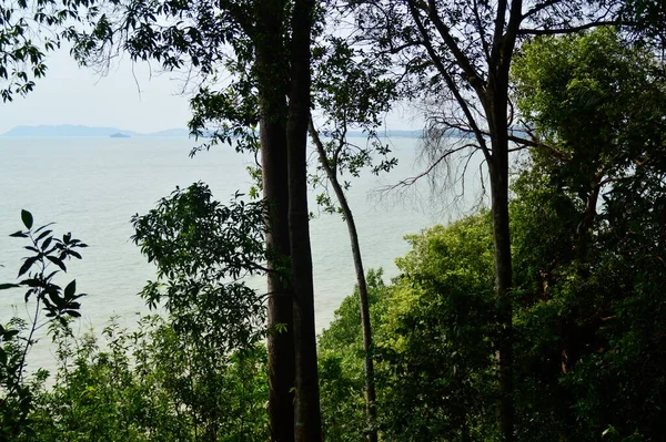 말레이시아의 열대림의 나무들 — 스톡 사진