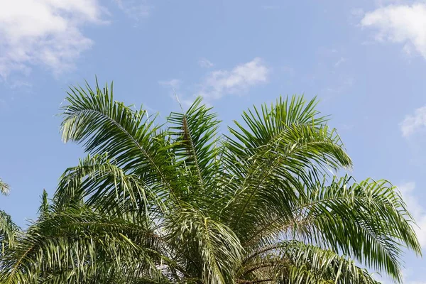 Palmera Coco Sobre Cielo Azul — Foto de Stock