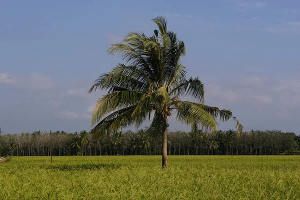 Frodigt Grönt Fält Med Tropiska Träd Och Palm Solljus — Stockfoto