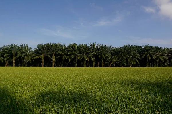 繁茂的绿地 有热带树木和阳光下的棕榈树 — 图库照片