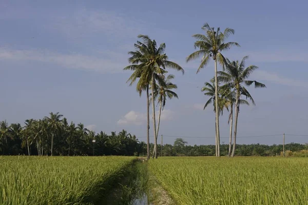 Lush Green Field Tropical Trees Palms Sunlight — Stock Photo, Image