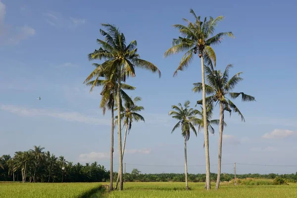 繁茂的绿地 有热带树木和阳光下的棕榈树 — 图库照片