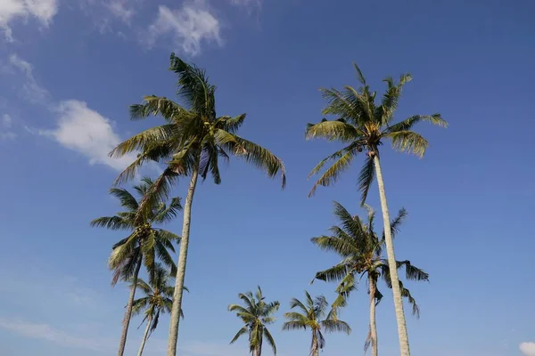 Palmeras Iluminadas Por Sol Cielo Azul Nublado — Foto de Stock