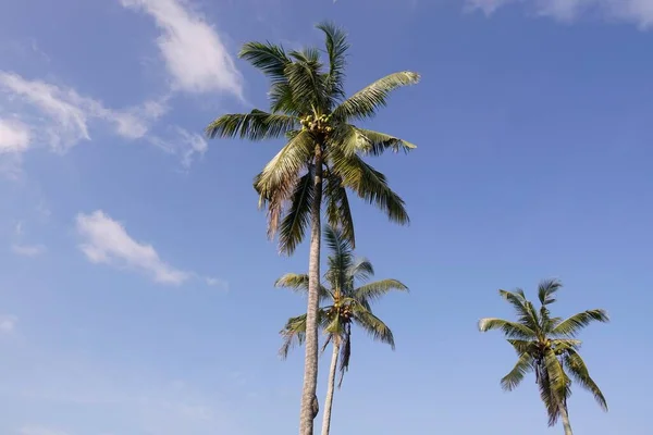 Palmeras Iluminadas Por Sol Cielo Azul Nublado — Foto de Stock