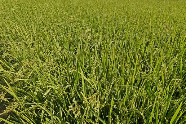 Primer Plano Las Plantas Arroz —  Fotos de Stock