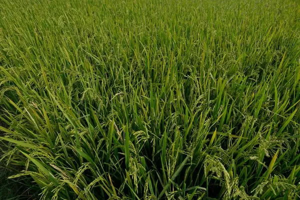 Close Plantas Paddy — Fotografia de Stock