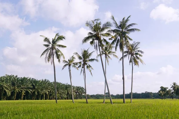 Кокосові Пальми Полі Рису Сунгай Маті Муар Джогор Малайзія — стокове фото