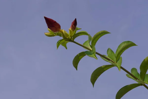 Melocotón Allamanda Flores Contra Cielo Azul —  Fotos de Stock